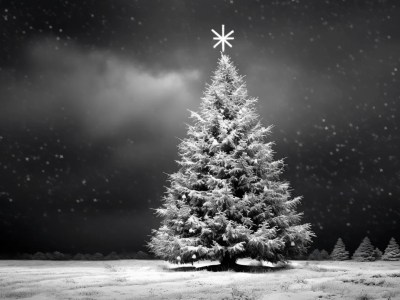 Christmas Tree In Snow — Black And White Photo